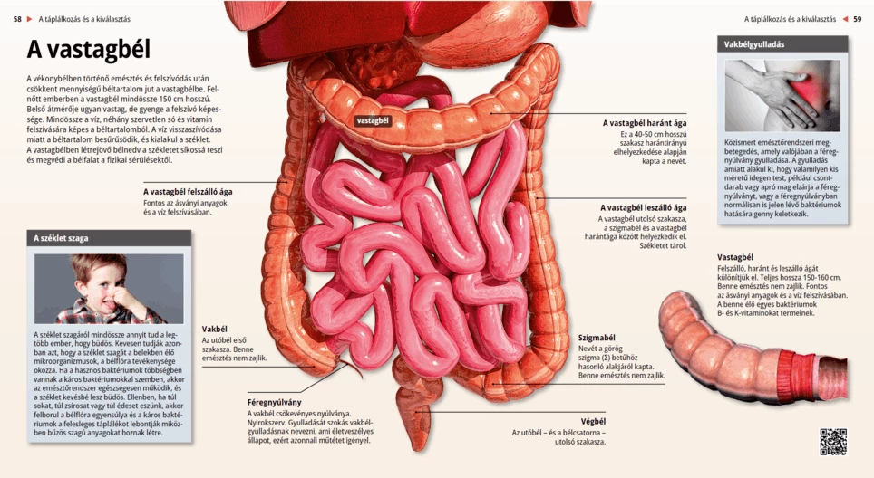 El intestino grueso (o colon)