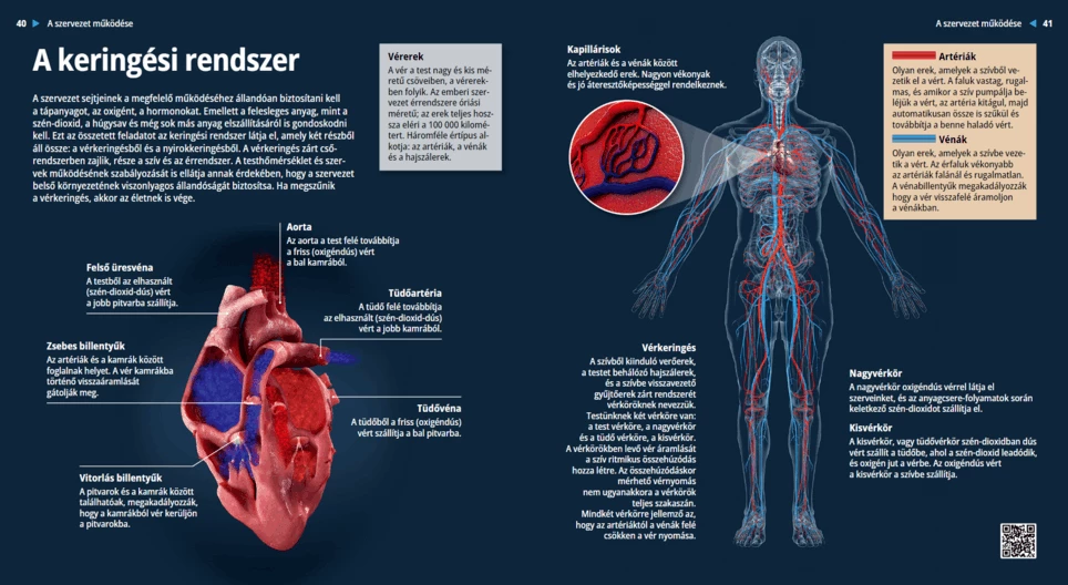 Il sistema cardiovascolare