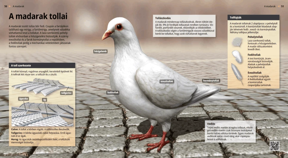 Piume degli uccelli