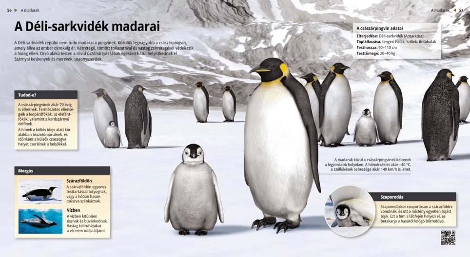 Pinguini: nuotatori dell’Antartide