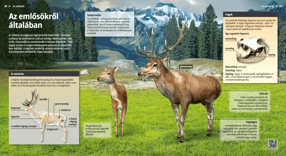 Mammiferi: pionieri dell’evoluzione