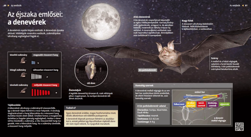 Pipistrelli: ispiratori del radar