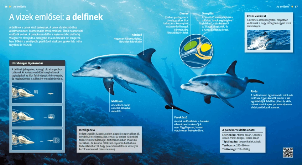 Delfini: i piů intelligenti mammiferi marini