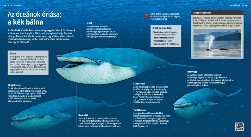 Balenottere azzurra: titano dell’oceano