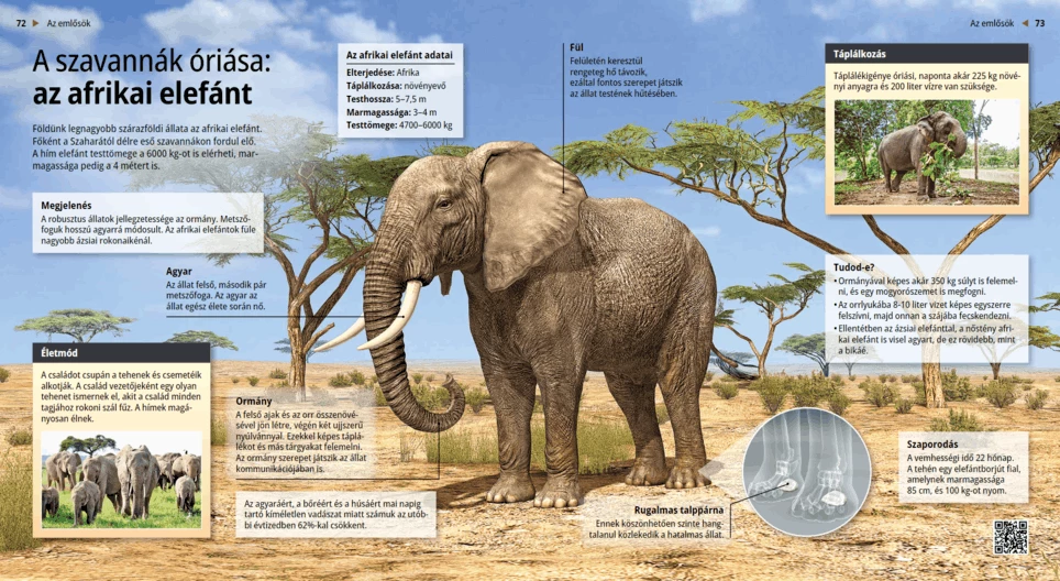 Elefante africano: gigante della savana