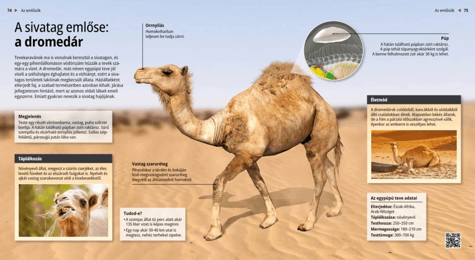 Dromedari: navi del deserto