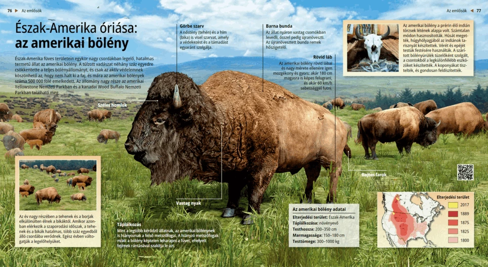 Bisonte americano: gigante del Nord-America