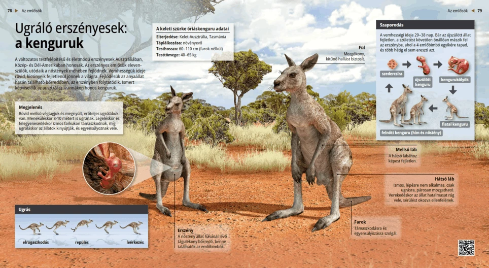 Canguri: marsupiali saltellanti