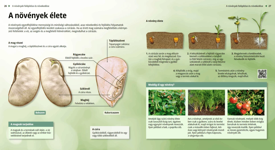 Il ciclo vitale delle piante