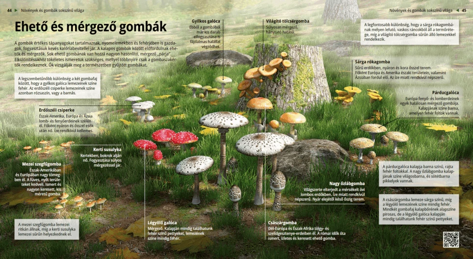 Funghi commestibili e velenosi