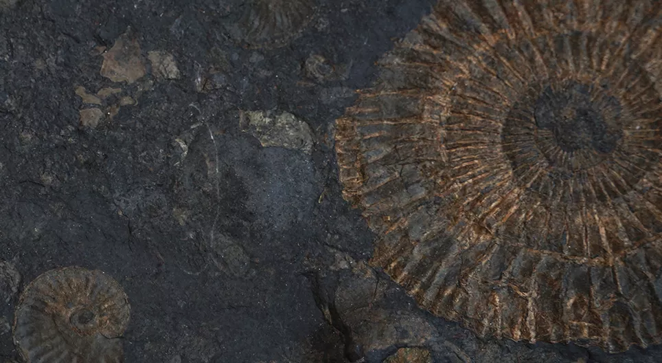 Fossili viventi