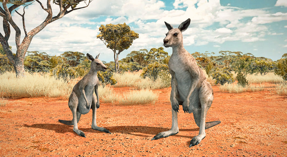 Canguro grigio orientale