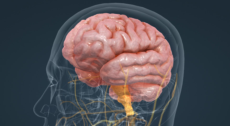 Encefalo umano scena 3D Insegnamento e apprendimento digitale Mozaik