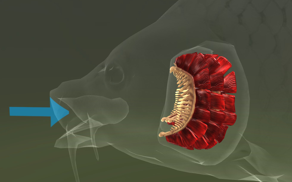 魚の呼吸 - 3Dシーン - Mozaikデジタル教育と勉強