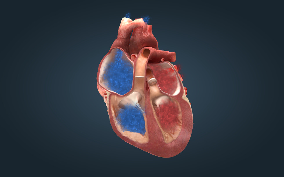 心臓 - 3Dシーン - Mozaikデジタル教育と勉強