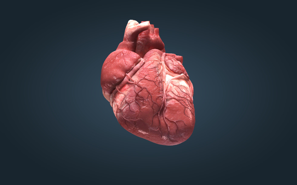 心臓 - 3Dシーン - Mozaikデジタル教育と勉強