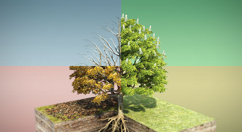 セイヨウトチノキ 3dシーン Mozaikデジタル教育と勉強