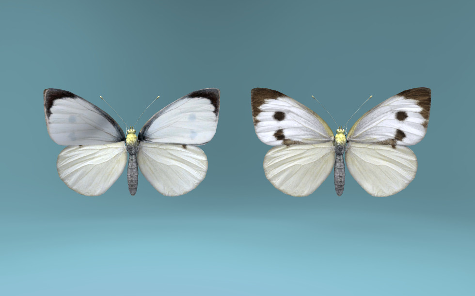 Джули Свит, порно актриса