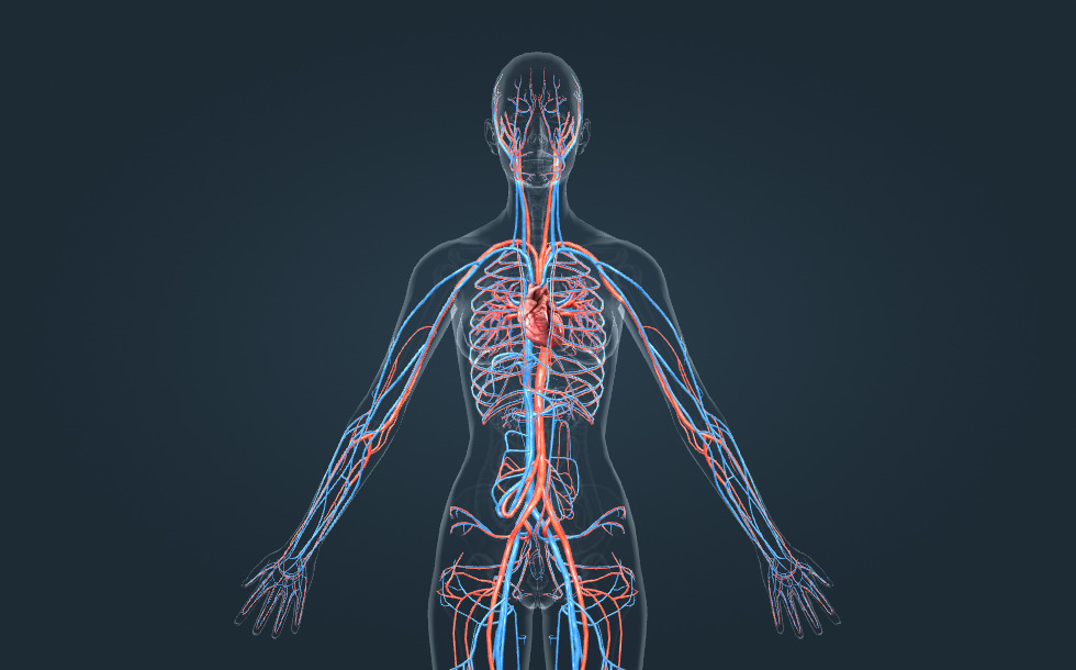 Үлкен мүшесі бар 3D қыз