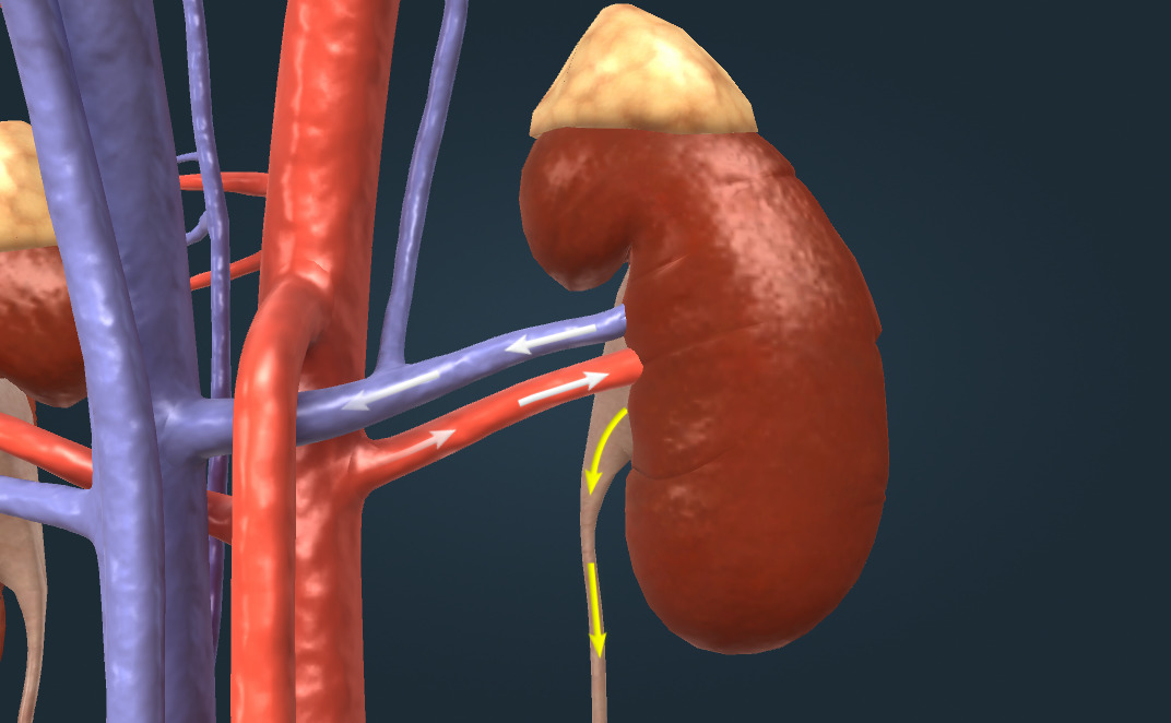 моншадағы ит стиліндегі әйелдер