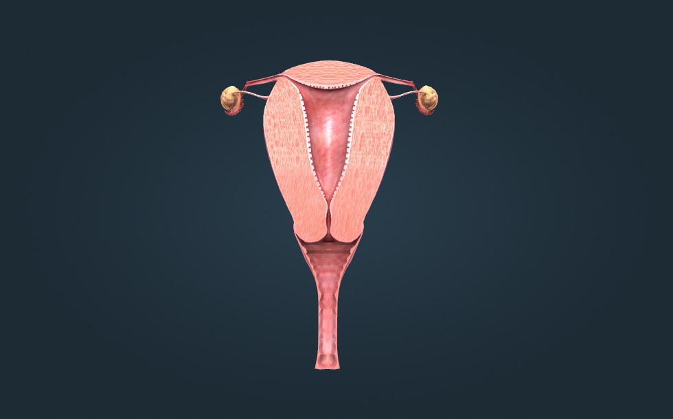 Жігіт қыздардың мысығын жалайды