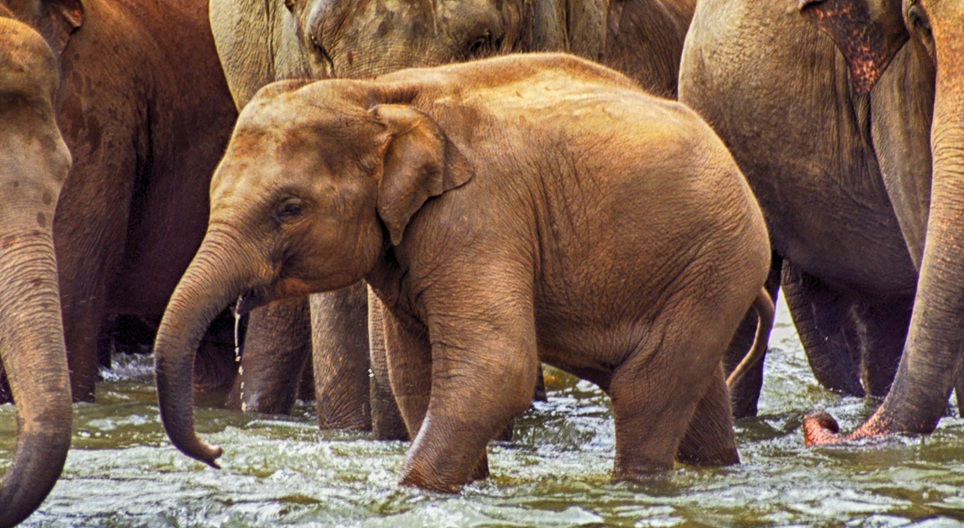 Үлкен азиялық бөкселердің суреттері