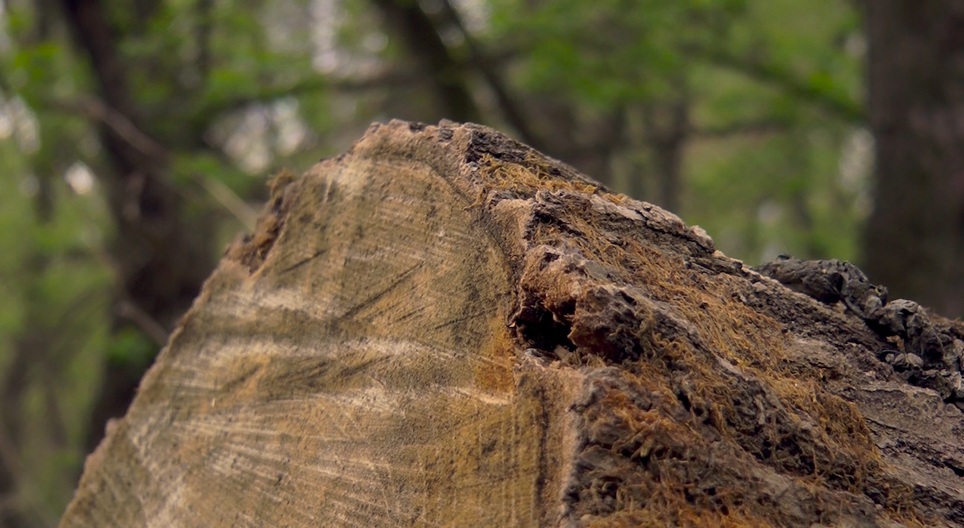 Тумбелинаның порно фотосы