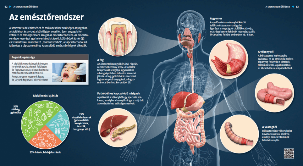 The Digestive System - 디지털 교재 - Mozaik 디지털 교육과 공부