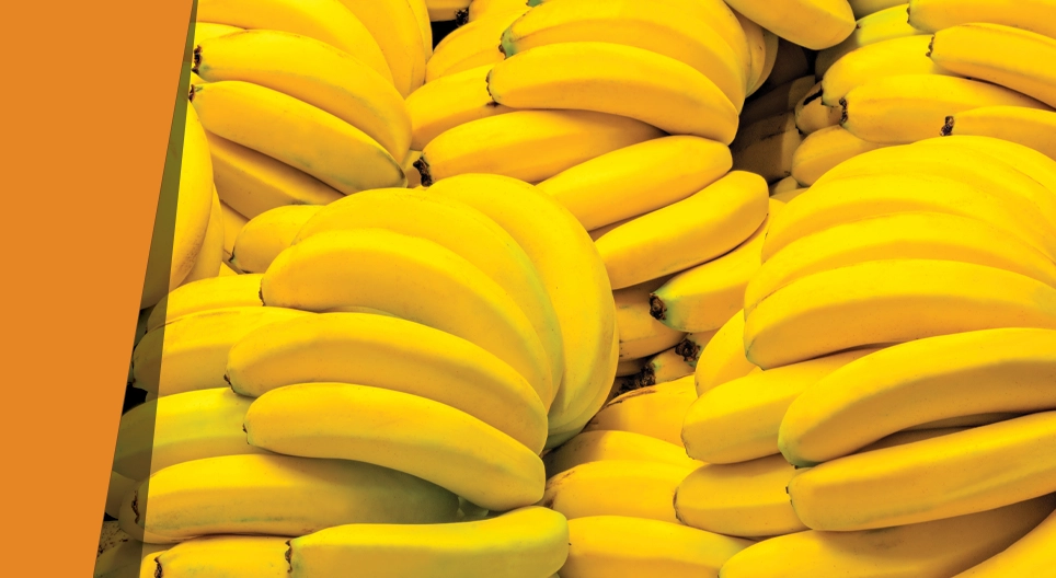 Blue banana 디지털 교재 Mozaik 디지털 교육과 공부