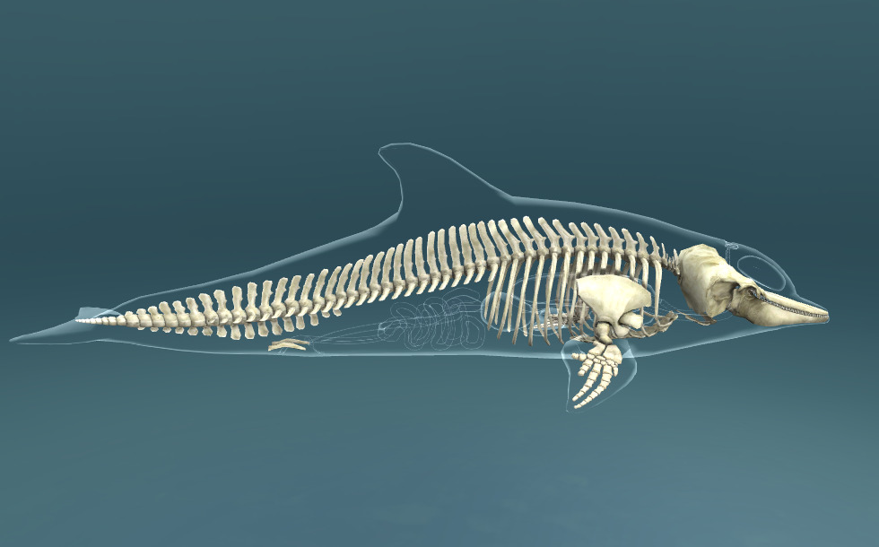 Порнодағы швед әйелдері Үлкен мүшесі бар әйелдердің фотосуреттері