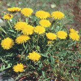 Common dandelion