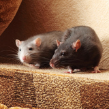 Ratto
