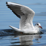 Gaviota reidora