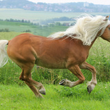 حصان
