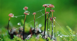 Rugiada su di una ragnatela e funghi