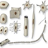 Cell shapes