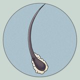 Microscopic image of an eyelash