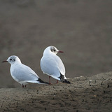 Lachmöwen