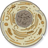 Cell 