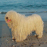 Пули