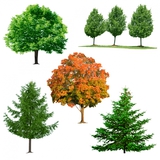 Bomen
