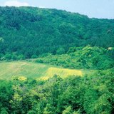 Засеянное в лесу кормовое поле для диких животных