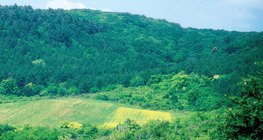 Засеянное в лесу кормовое поле для диких животных