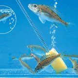 水族箱裏的魚