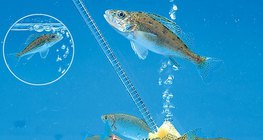 Peces en el acuario