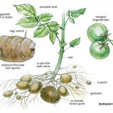 A burgonya részei