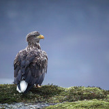 Seeadler