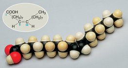 Полусферическая модель молекулы олеиновой кислоты