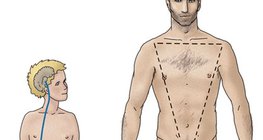 Regulación hormonal de los testículos