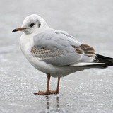 Lachmöwe